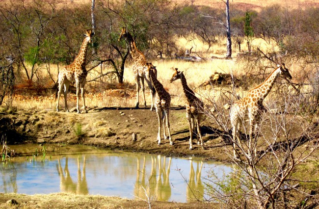 Giraffe South Africa safari